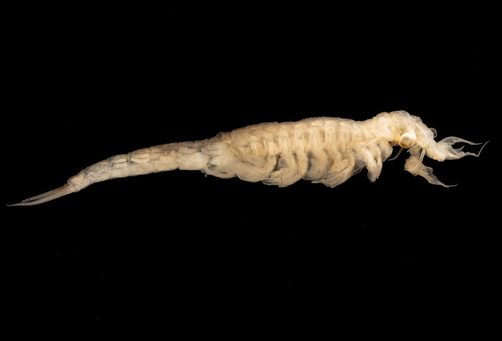 Colorado Spiny Tailed Fairy Shrimp
