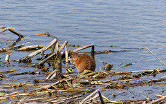 Ondatra zibethicus