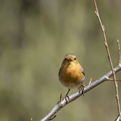 Erithacus rubecula