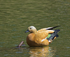 Tadorna ferruginea