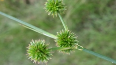 Juncus scirpoides