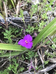 Tradescantia tharpii