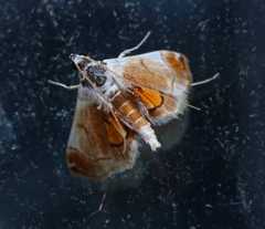 Trichophysetis pulchella