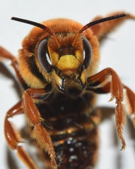 Rhodanthidium siculum