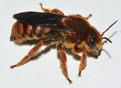 Rhodanthidium siculum