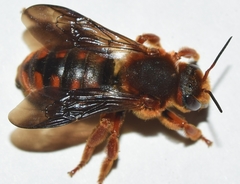 Rhodanthidium siculum