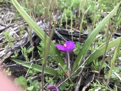 Tradescantia tharpii