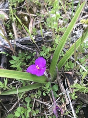 Tradescantia tharpii