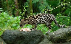 Image of Leopardus wiedii