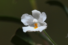 Odontoglossum (Rossioglossum)