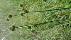 Juncus scirpoides