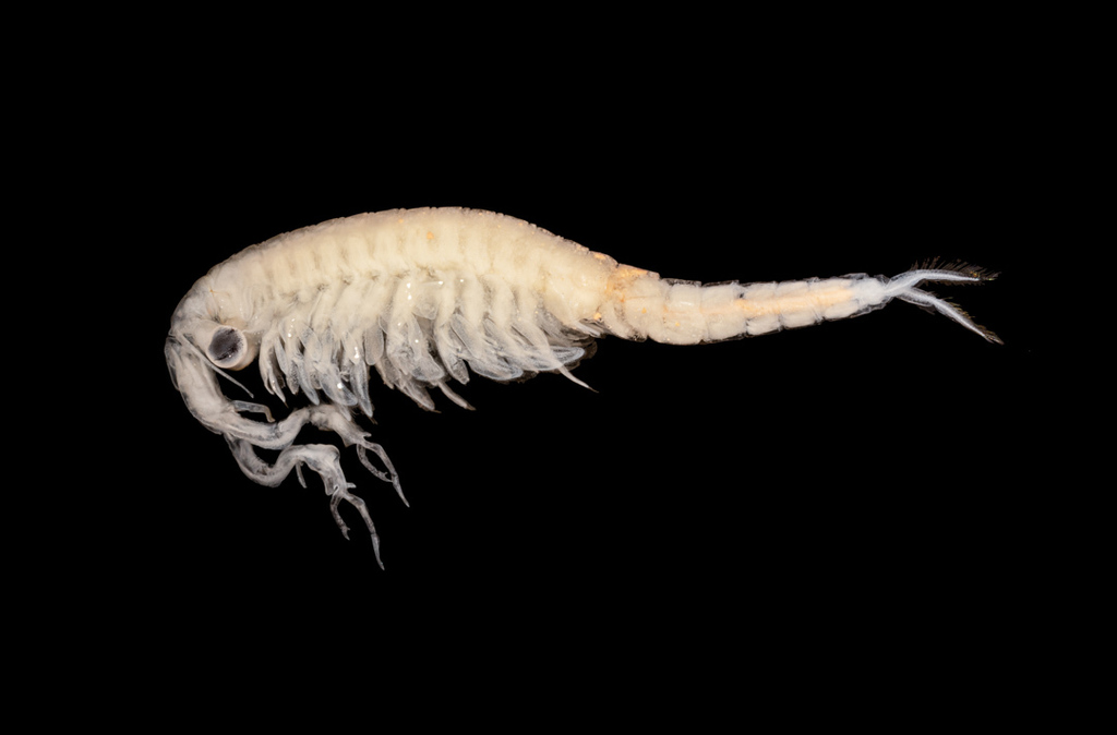 Mackin Fairy Shrimp