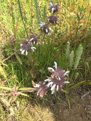 Monarda clinopodioides