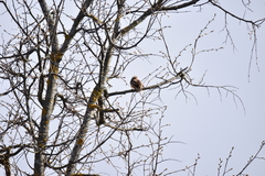 Coccothraustes coccothraustes