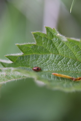 Coccidula scutellata