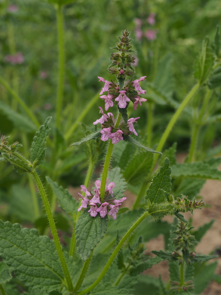 Alcachofa china