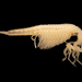 Streptocephalus texanus - Photo (c) chrisfrazier,  זכויות יוצרים חלקיות (CC BY-NC-ND), הועלה על ידי chrisfrazier
