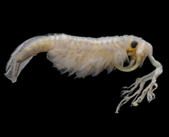 Thamnocephalus platyurus