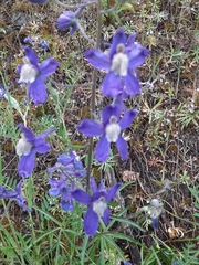 Delphinium sutherlandii