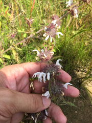 Monarda clinopodioides