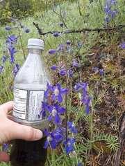 Delphinium sutherlandii