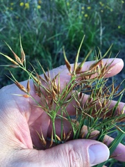 Rhynchospora corniculata