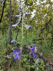 Delphinium sutherlandii