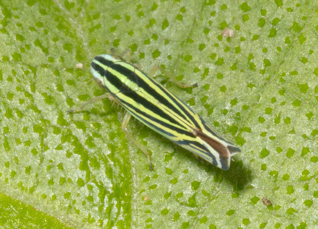 Sibovia aprica