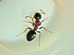 Dolichoderus quadripunctatus