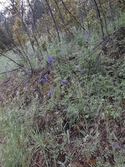 Delphinium sutherlandii