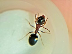 Dolichoderus quadripunctatus