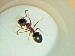 Dolichoderus quadripunctatus