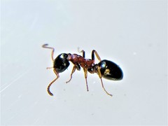 Dolichoderus quadripunctatus