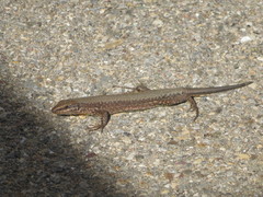Podarcis muralis