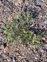 Astragalus thurberi