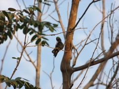 Cynanthus latirostris