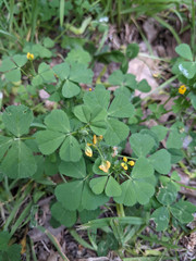 Medicago arabica