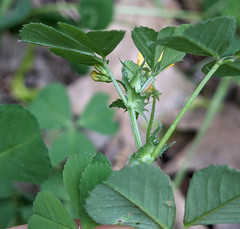 Medicago arabica