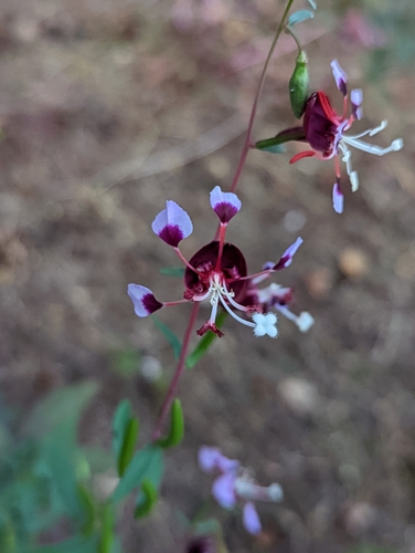 Springville clarkia (Clarkia springvillensis)
