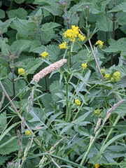 Sisymbrium austriacum
