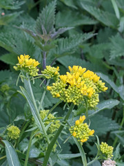 Sisymbrium austriacum