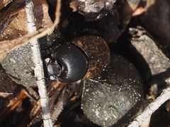 Onthophagus fracticornis