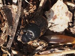 Onthophagus fracticornis