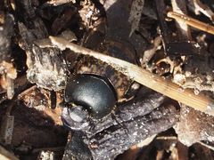 Onthophagus fracticornis