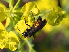 Black-banded Spider Wasp