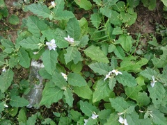 Solanum juvenale