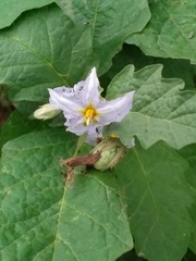 Solanum juvenale