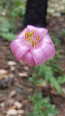 Lilium rubescens