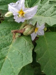 Solanum juvenale