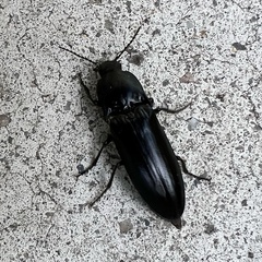 Melanactes densus